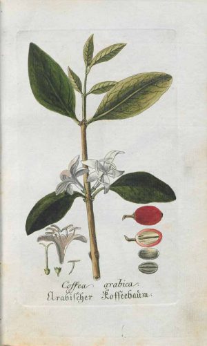 coffea arabica-plant