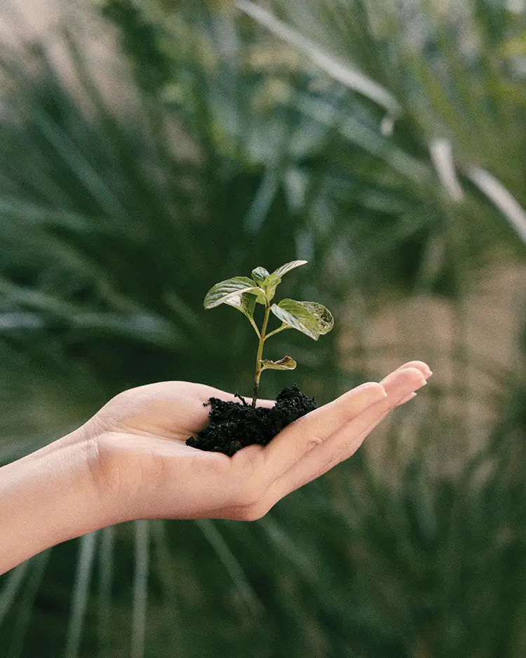 Colaboración Cosmetics Herbera con Bosques sostenibles